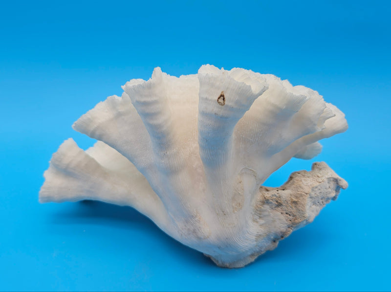 Vintage open brain coral specimen with ruffled lobes on blue background