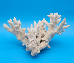 White Branch Coral Specimen with spiked arms and textured surface on blue background