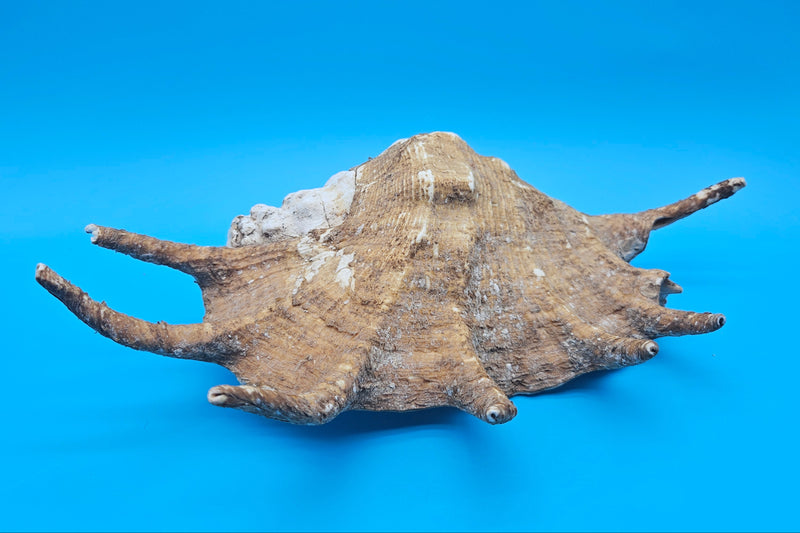 Lambis Truncata Display Shell Premium Coastal Home Decor Large