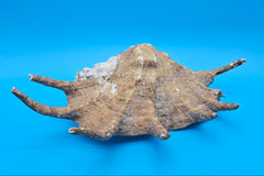 Lambis Truncata Display Shell Premium Coastal Home Decor Large