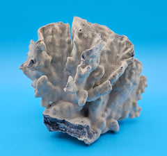 Rosette-shaped Blue Ridge Coral with layered ridges and porous texture on blue background