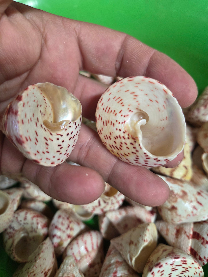 Polished Strawberry Trochus Shell
