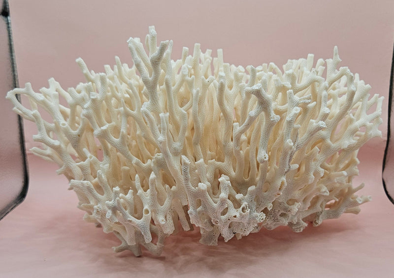 Vintage Birdsnest coral specimen with dense white branching