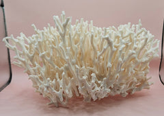 Vintage Birdsnest coral specimen with dense white branching