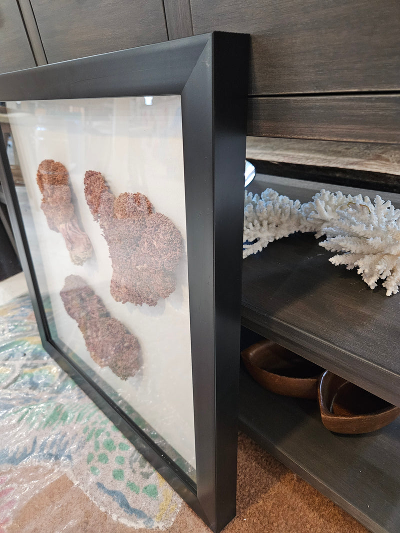 A 20"x20" shadowbox featuring a trio of rare red soft coral sponges, ranging in size from 5-7 inches and in colors from rust red to bright orange, perfect for coastal décor.