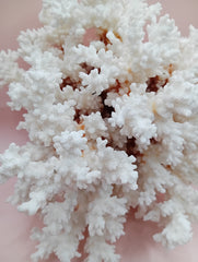 Vintage Brownstem Coral with natural branch texture – 8 x 5.5 x 7 inches