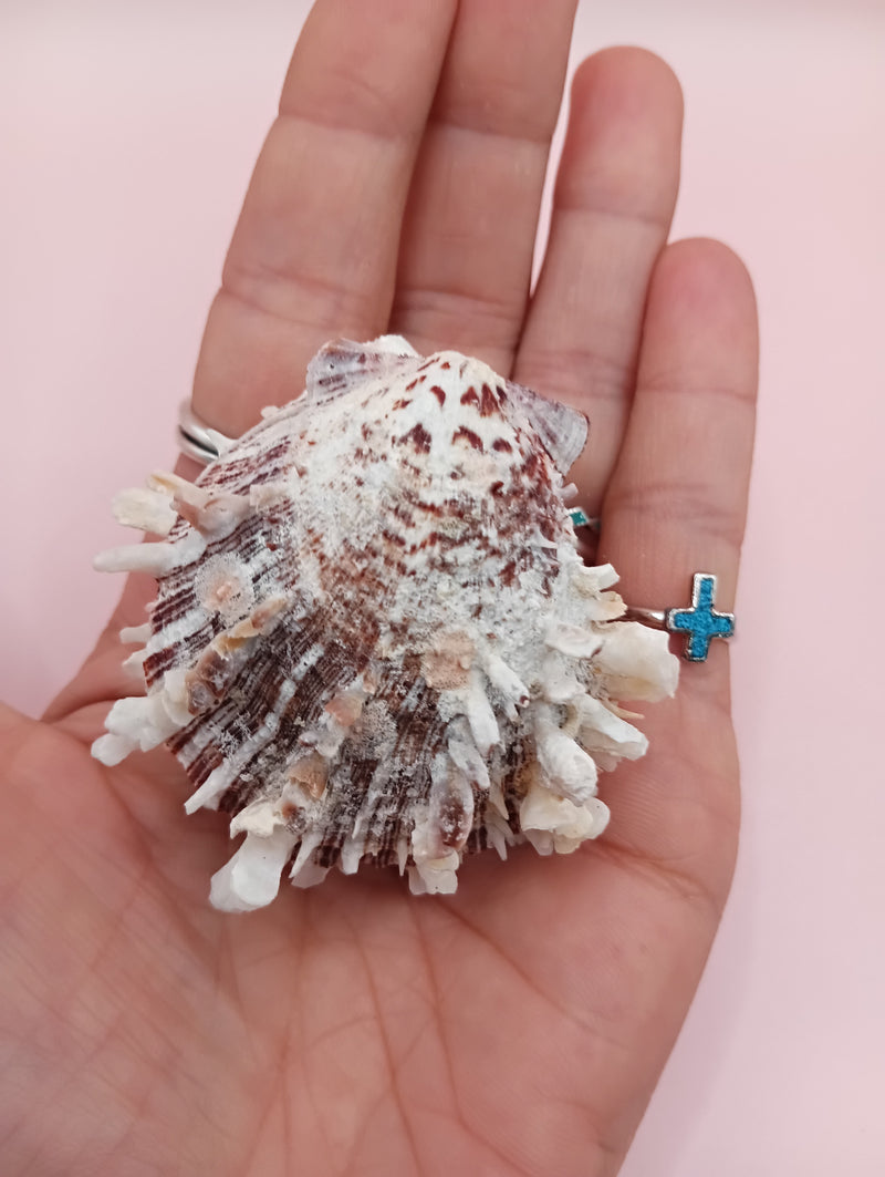 2.1" Spondylus shell with spiny texture and soft pink tones, no hinge