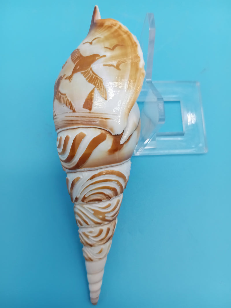 4.7" carved Tibia shell with seagull coastal scene