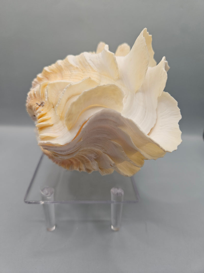 Squamosa clam shell pair, 7 inches wide, featuring natural ridges and textures