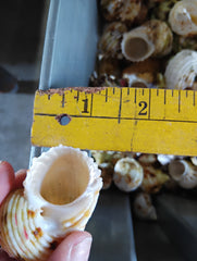 NEW Gold and Silver Mouth Turban Shells (Turbo Chrysostomus & Argyrostoma)