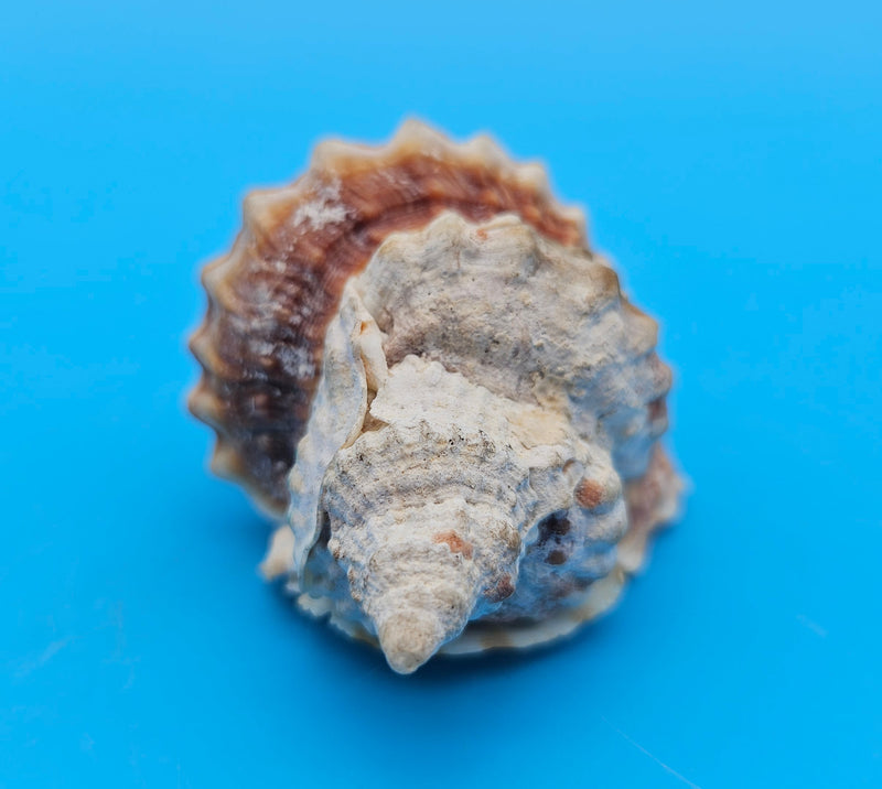 Distorsio anus shell, 2.6 inches, ribbed twisted form with brown-and-cream stripes and flared lip.