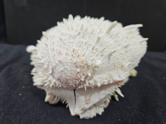 Spondylus Shell Pair - Exact Shell Shown