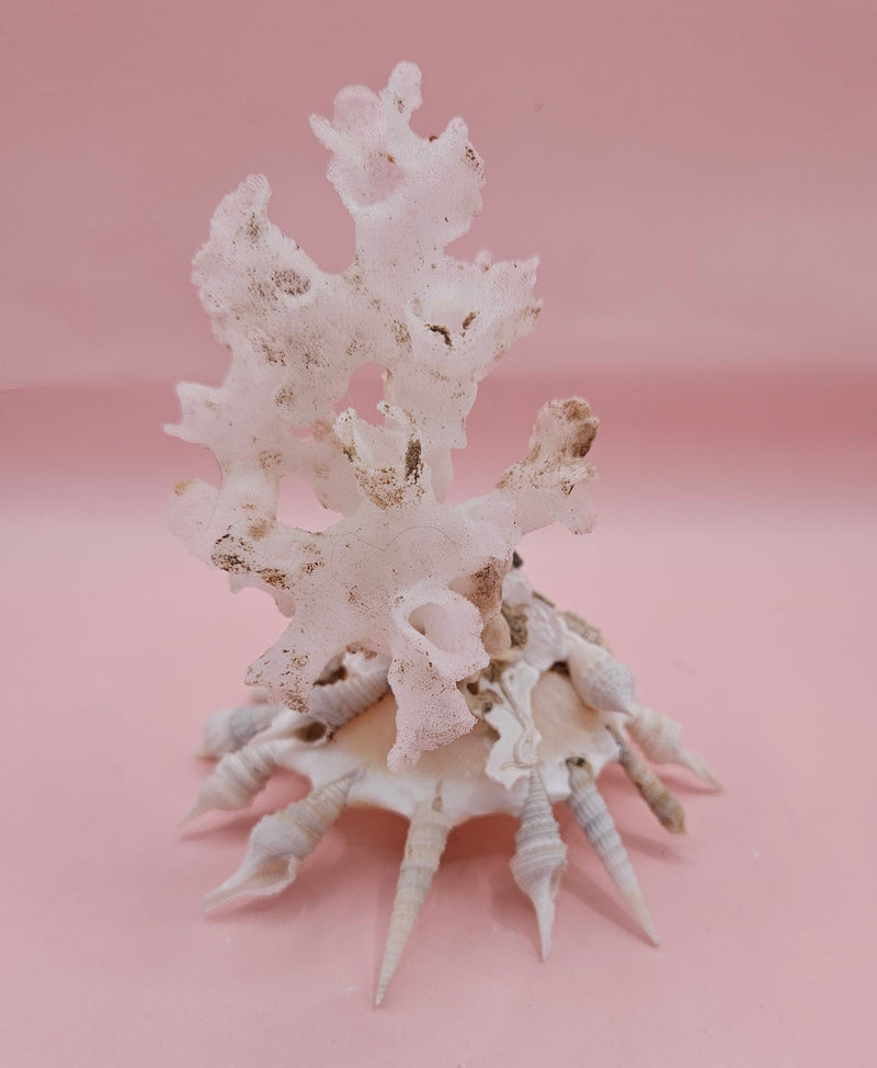  white display shell with attached coral on pink background