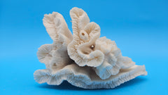 Vintage Candy Cane Coral specimen for coastal home decor - natural marine piece