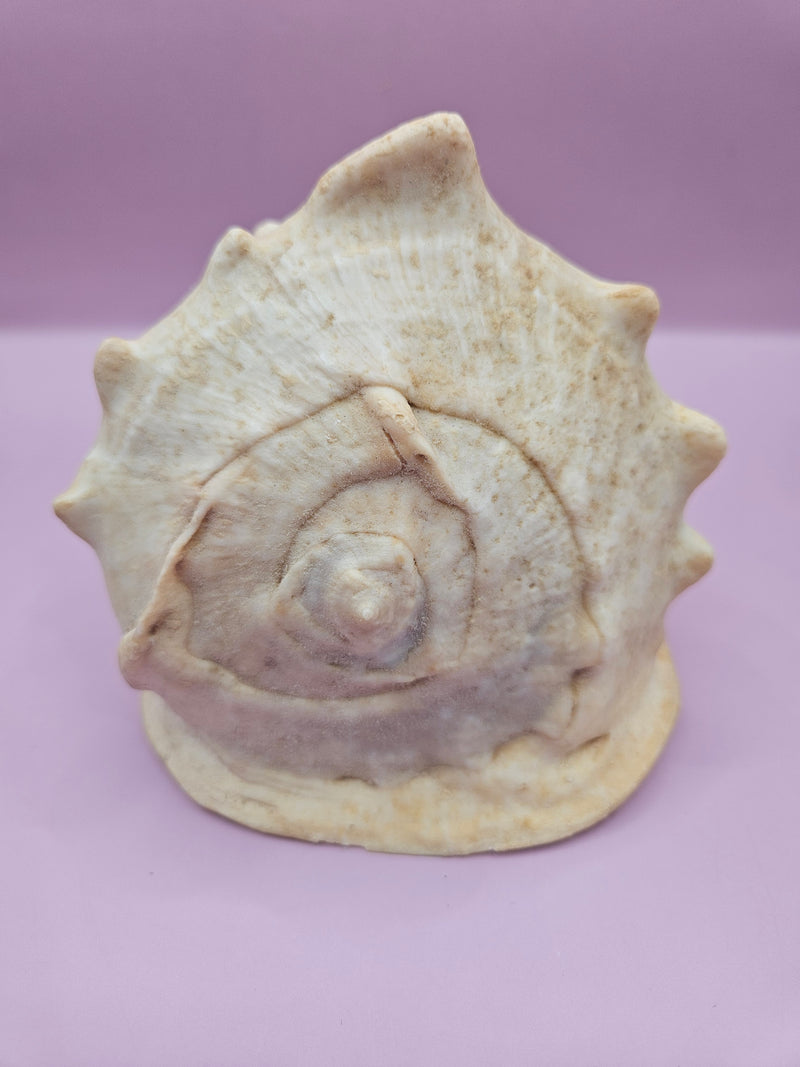 A 6-inch Queen Helmet Shell with smooth natural tones and an intricate spiral design, displayed on a rustic wooden surface