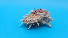 Spiny Spondylus Shell Pair 3.5