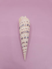 Marlin Spike shell, elongated shell with patterns, 4-inch sea shell, detailed coastal shell decor, collectible marine shell