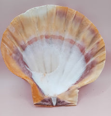 Orange Lion Paw Shell – Natural Vibrant Seashell for Coastal Décor