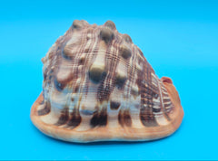 Bullmouth Helmet Shell 6.5