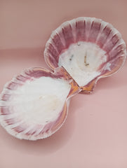 Lion's Paw seashell pair, 5.4 by 4.8 inches, with barnacles and crustacean markings in natural coastal tones