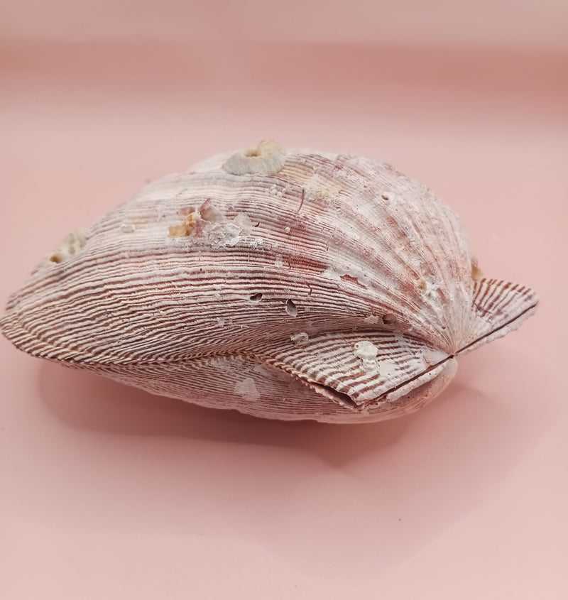 Lion's Paw seashell pair, 5.5 by 5.0 inches, with ridged texture and natural coastal tones