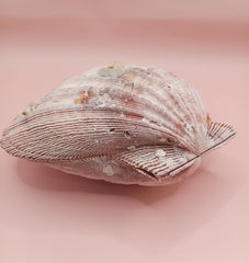 Lion's Paw seashell pair, 5.5 by 5.0 inches, with ridged texture and natural coastal tones