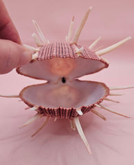 Spiny mauve Spondylus regius shell with long radial spines on pink background