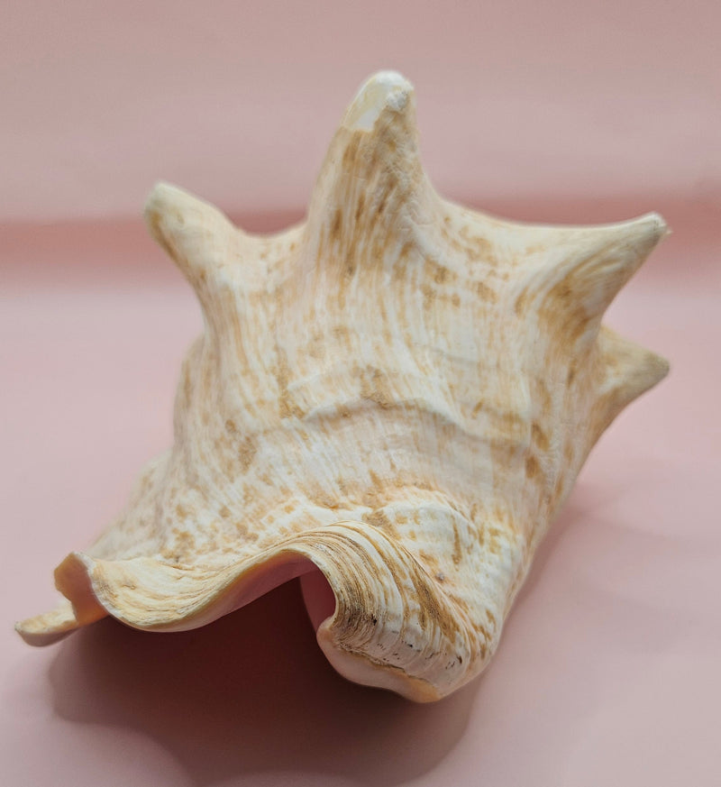 Large Atlantic conch shell with natural peach and white tones on pink background, ideal for coastal decor