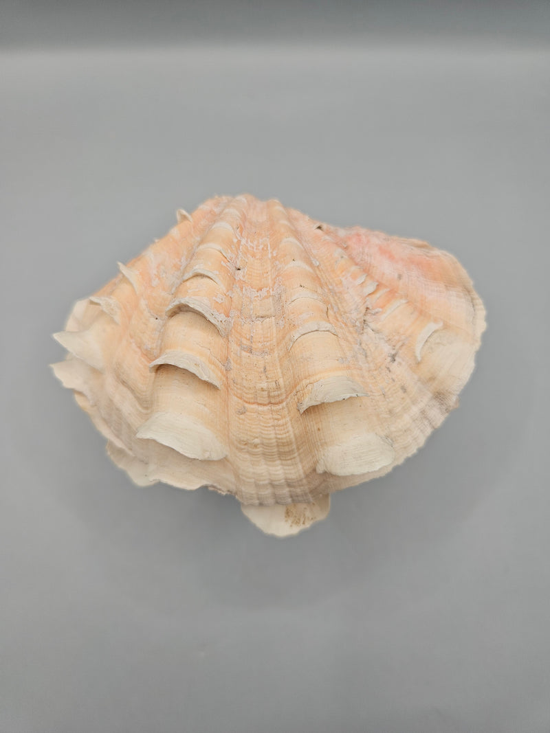 Squamosa clam shell pair, 4.5 inches wide, featuring natural ridges and texture