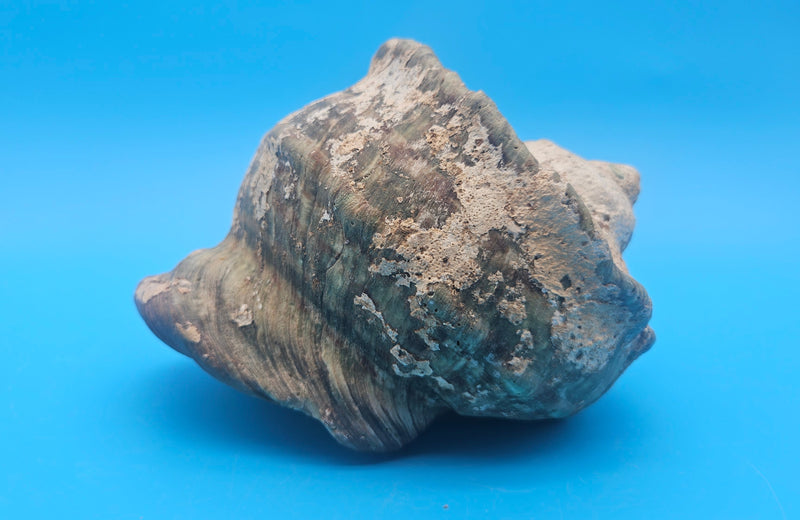 Large raw green Marmoratus Turban display shell for coastal home decor - premium natural specimen