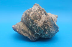 Large raw green Marmoratus Turban display shell for coastal home decor - premium natural specimen