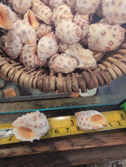 Orange Yellow Drupa Shell - Drupa rubusidaeus