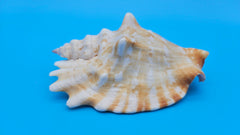Laminate Conch Shell 4.5