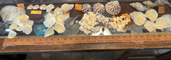 Tarpon Scale