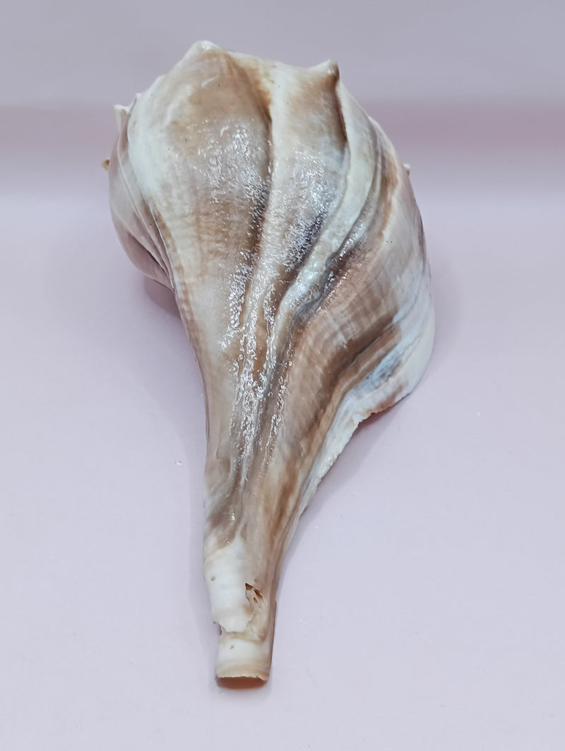 Shellacked Lightning Whelk Shell 9 Inches