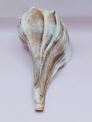 Shellacked Lightning Whelk Shell 9 Inches