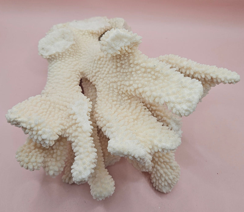 Vintage Cauliflower Coral Specimen 10x7.5x6 – Textured Ivory Coral Display Piece