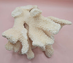 Vintage Cauliflower Coral Specimen 10x7.5x6 – Textured Ivory Coral Display Piece