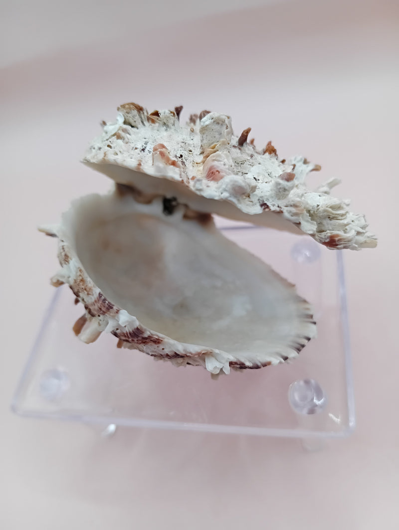 3.0" Hinged Spondylus shell with spiny ridges and cream-pink tones held in hand