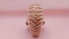 4-inch natural nautilus shell with smooth spiral pattern and creamy pearlescent finish.