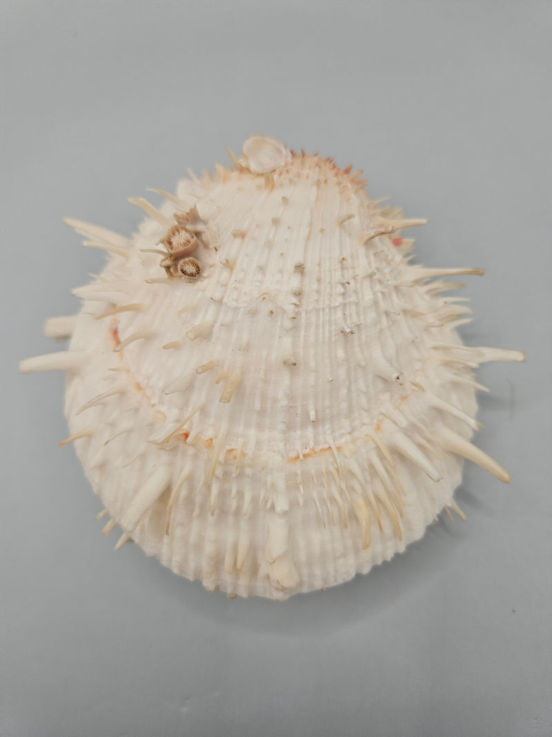 Vintage Spondylus shell, 4.5 inches wide, featuring natural spines and vibrant color, perfect for ocean-themed décor or collections