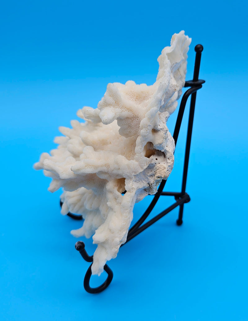 Merulina coral with ruffled fan shape and soft ivory texture on blue background