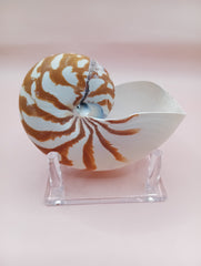 Tiger Nautilus Shell – Striking Natural Ocean Decor 4