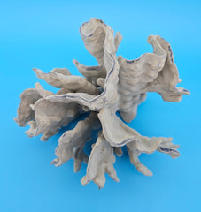 Rosette-shaped Blue Ridge Coral with layered ridges and porous texture on blue background