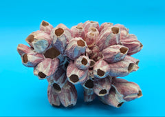 Pink barnacle cluster seashell décor piece with natural texture and open tube formations