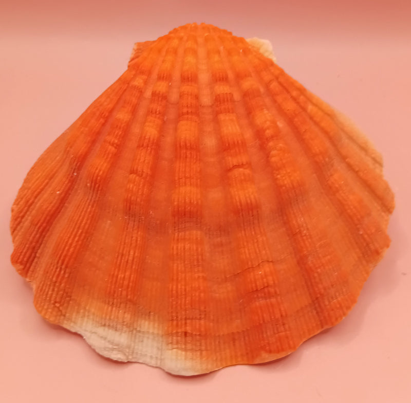 Orange Lion Paw Shell – Natural Vibrant Seashell for Coastal Décor