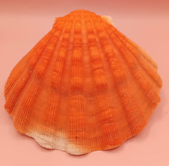 Orange Lion Paw Shell – Natural Vibrant Seashell for Coastal Décor