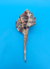  Bill Snipe shell with long tapered siphonal canal and dark brown ridges on a light cream base, placed on blue background