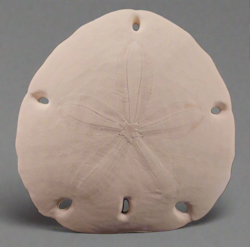 Leodia Sexiesperforata Six Hole Keyhole Sand Dollar 6"