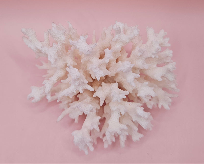 vintage white table coral specimen with flattened branches on pink background